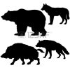 6240609-silhouettes-of-the-wild-boar-bear-wolf-hyena-on-white-background.jpg