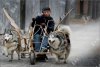 1372566363_1271619710_huskie-03.jpg